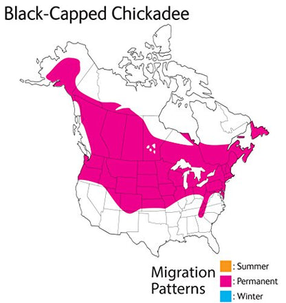 Wild Republic Audubon Birds Black-Capped Chickadee Plush with Authentic Bird Sound, Stuffed Animal, Bird Toys for Kids & Birders