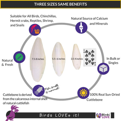 Birds LOVE Natural Cuttlebone – Premium Calcium & Trace Mineral Supplement for Avian Species, Tortoises, and Snails – Pure Cuttlebone for Parakeets, Cockatiels and All Birds | 4Pack - Size 3.5 to 4"